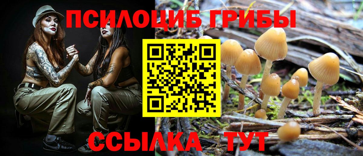 как найти наркотики  Вход с VPN  Астрахань  Псилоцибиновые грибы Psilocybine cubensis 