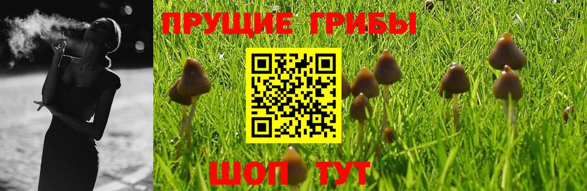 Галлюциногенные грибы Psilocybe Астрахань
